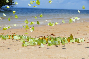 Fototapeta na wymiar Tropical Amazon landscape with colorful yellow and orange apricot sulfur butterflies (phoebis argante) on the sandy river beach of the Rio Tapajós. Village of Solimões, State of Pará, Brazil
