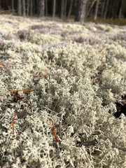 moss in the forest