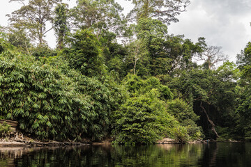 Fototapeta na wymiar Taman Negara National Park and boottrip on the Tembeling river
