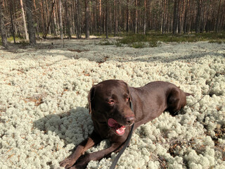 dog labrador in the forest