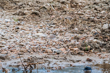 Little Ringed Plover (Charadrius dubius) in the foothills, Caucasus, Republic of Dagestan, Russia