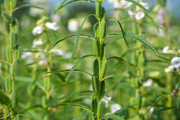 Sesame seed flower on tree in the field