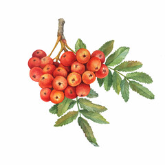 Red ripe rowan berries branch with green leaves ( known as the Sorbus aucuparia, mountain-ash, quick beam). Watercolor hand drawn painting illustration isolated on white background. - obrazy, fototapety, plakaty