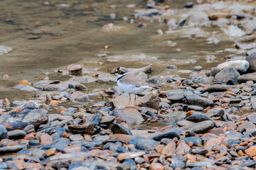 Little Ringed Plover (Charadrius dubius) in the foothills, Caucasus, Republic of Dagestan, Russia