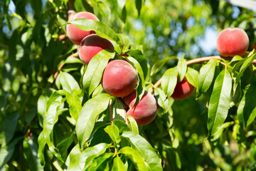 Closeup of green peach tree branch with ripe juicy fruits in garden. Harvest time