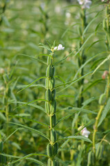 Sesame seed flower on tree in the field