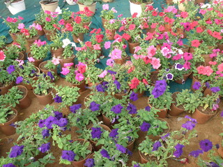 Plant and Flower  Taken at Bangalore Flower Show
