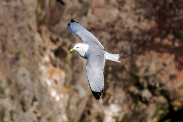 Black-legged Kittiwake (Rissa tridactyla) at St. George Island, Pribilof Islands, Alaska, USA