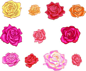 Set of isolated rose flowers