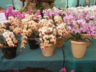 Plant and Flower  Taken at Bangalore Flower Show