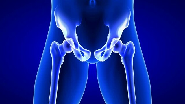 Hip Pain front view close-up animation. Blue Human Anatomy Body 3D Scan render - seamless loop on blue background