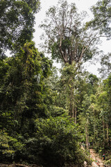 Obraz premium Taman Negara National Park and boottrip on the Tembeling river