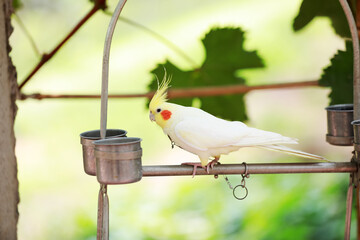 White parrots perch on the crossbar