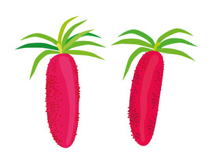 red fruit, vector illustration