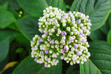 Close-up of Hydrangea aka hydrangea or hortensia flowers and green leaves.