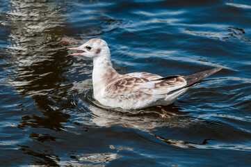 Immature Black-headed Gull (Larus ridibundus) in park, Hamburg, Germany