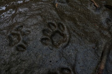 cat footprint