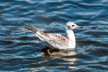 Immature Black-headed Gull (Larus ridibundus) in park, Hamburg, Germany