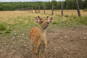 Cute dappled deer animal nature
