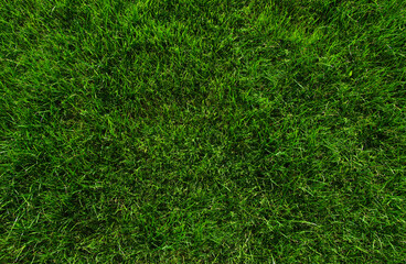 Background of a green grass.