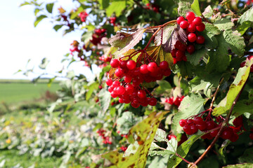 Ripe viburnum fruits on a branch on an autumn Sunny day, close-up.