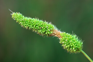 Abnormal growth of Setaria in the wild
