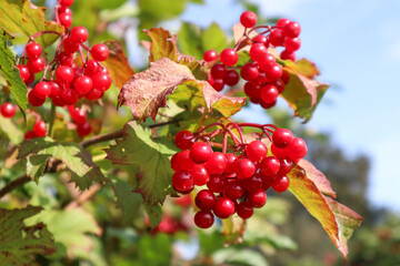 Viburnum branch with ripe red fruits, close-up