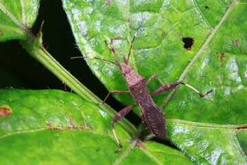 Stink bug on green leaves, North China