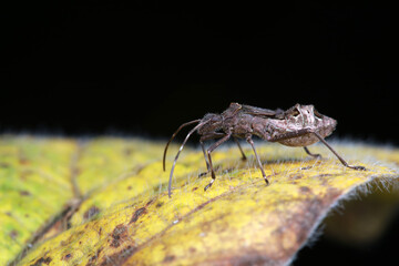 Stink bug on green leaves, North China