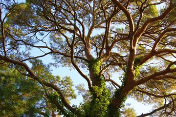 Scots Pine from the bottom