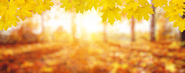 Fototapeta premium Autumn leaves on the sun.