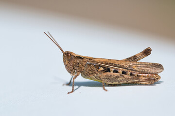 Brown grasshopper macro, insect side view, isolated on a white background