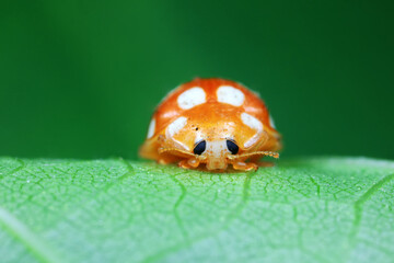 ladybug on green leaves, North China