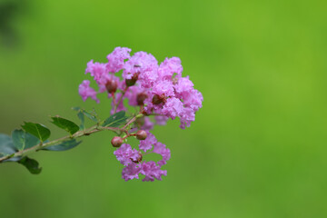 Lagerstroemia flowers in the park
