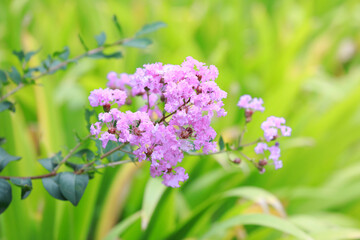 Lagerstroemia flowers in the park