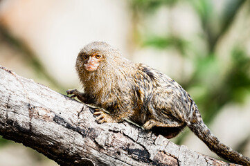 Petit singe ouistiti pygmée