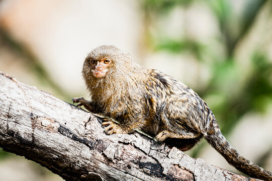 3 055 Best Baby Marmoset Images Stock Photos Vectors Adobe Stock