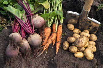 Fototapeten Autumn harvest of fresh raw carrot, beetroot and potatoes on soil in garden. Harvesting organic vegetables © Viktor Iden
