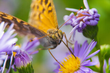 Beautiful butterfly feeding on a bright pink flower closeup.