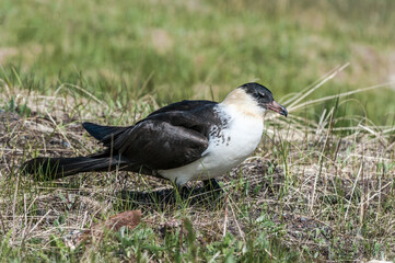Pomarine Jaeger (Stercorarius pomarinus) in Barents Sea coastal area, Russia