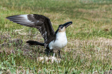 Pomarine Jaeger (Stercorarius pomarinus) in Barents Sea coastal area, Russia