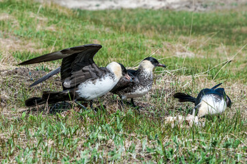 Pomarine Jaeger (Stercorarius pomarinus) in Barents Sea coastal area, Russia