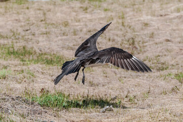 Pomarine Jaeger (Stercorarius pomarinus) in Barents Sea coastal area, Russia