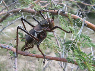 Riesige Grille in Namibia