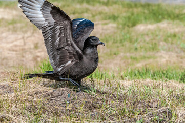 Pomarine Jaeger (Stercorarius pomarinus) in Barents Sea coastal area, Russia