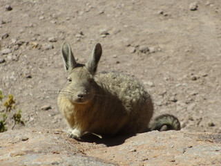 Naklejka na ściany i meble Viscacha sitzend Altiplano Südamerika
