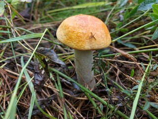 mushrooms in the forest