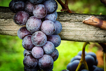 bunch of grapes before the harvest