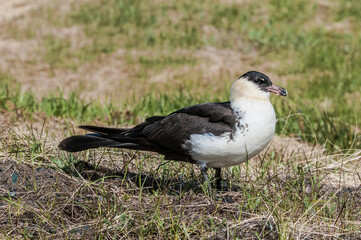 Pomarine Jaeger (Stercorarius pomarinus) in Barents Sea coastal area, Russia