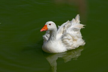 white goose in green water